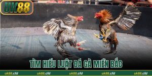 Tất Tần Tật Về Luật Đá Gà Miền Bắc Và Cách Thức Tổ Chức